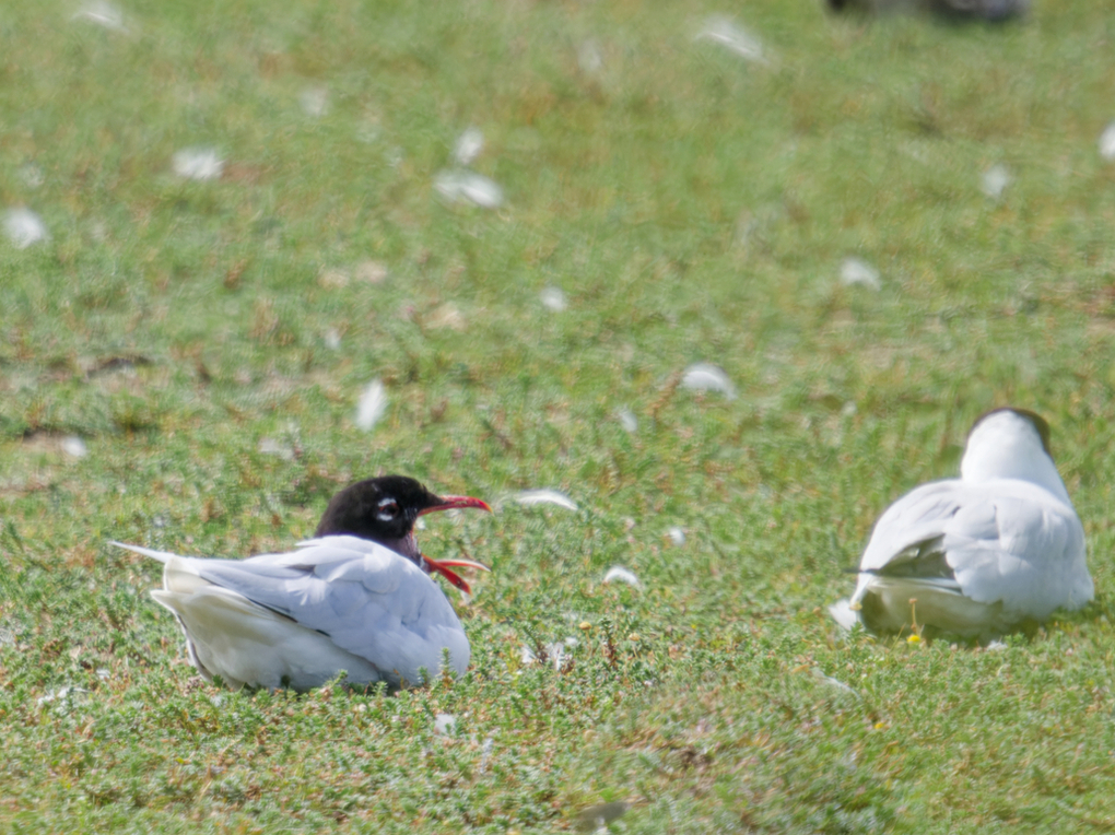 Mediterranean Gull